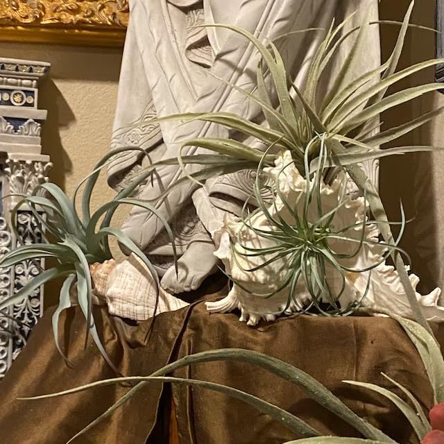 Casktcom® Large Green Real Touch Faux Air Plants, Lifelike Fake Tillandsia Pick, Artificial Air Plants for DIY Garden Wedding Home Decor — No Care Needed 5 pcs
