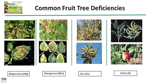 for Fruit Trees. Essential Nutrient Spike formulated to Feed All Types of Fruit Trees (Apple, Peach, Orange, Lemon, Lime, etc.) and Address Common Deficiencies (30 Spikes - 9.6 Lbs)