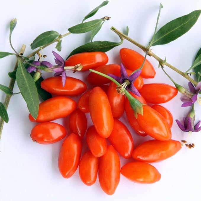 Red Goji Berry Plants Live, Goji Berry Tree Live Plant, 4 Inc Potted, Sweet Fruit Tree Gardening Outdoor