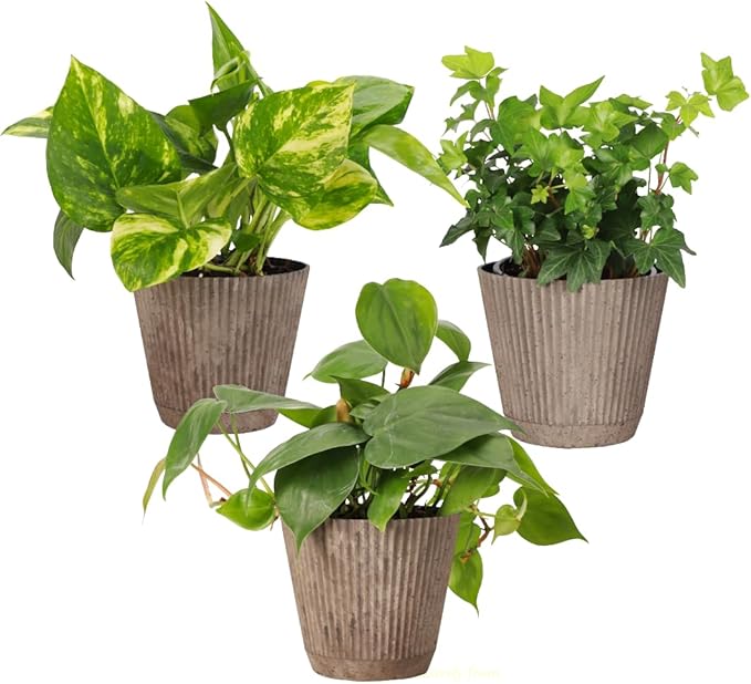Thorsen's Greenhouse Live Trailing Houseplants (4 Pack), Vining Growth, Easy to Grow Indoor Plants, Grower's Choice Bundle, 4-inch Diameter Established Plants (Coffee (3-Pack))