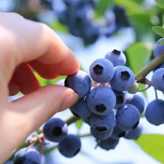 500pcs Heirloom Blueberry Seeds – Delicious, Nutrient-Dense Berries Friut| Perennial, Ideal for Pots or Raised Beds