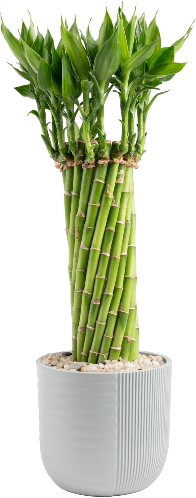 Costa Farms Lucky Bamboo Live Plant in Decorative Pot, Easy to Maintain Indoor Houseplant, Perfect for Home, Room, or Office Decor, Great House Warming or Birthday Gift, 12-15 Inches Tall