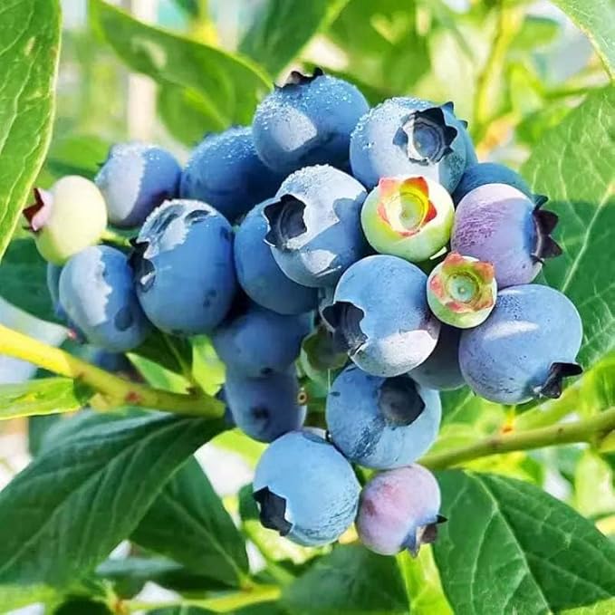 520+ Blueberry Seeds for Planting -Non GMO Seeds Plant in Home Garden-Sweet and Juicy