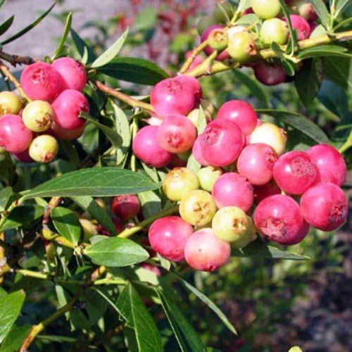 Blueberry Plants Pink Lemonade (Rabbiteye) Includes (4) Four Plants