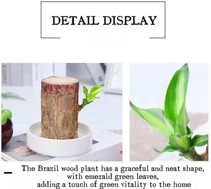 Brazilian Lucky Wood Live Plant | Easy Care Good Luck Indoor Decor | Beginner-Friendly (0-Failure Grow) | Fast Leaf-Growing Feng Shui Wealth Charm (Basic)