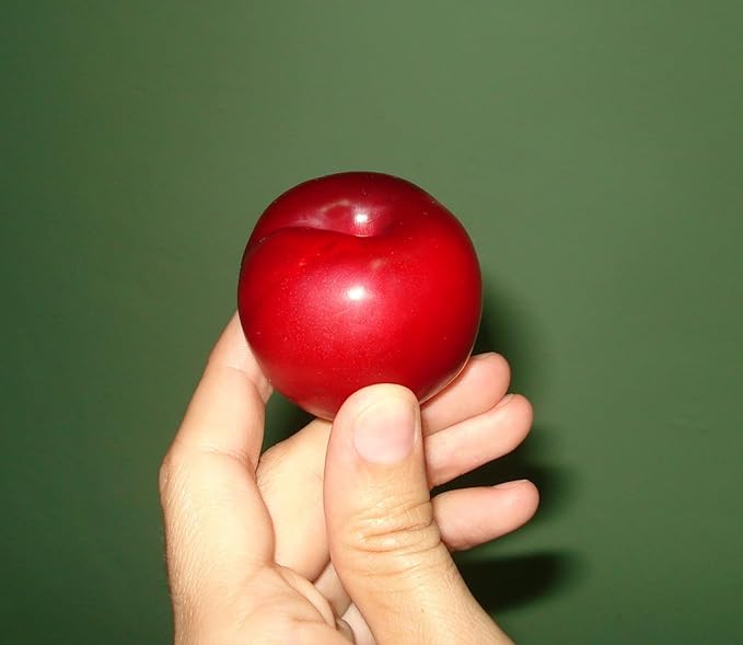 Red June Plum - A Gift That Keeps Giving - Self Pollinating Live Fruit Tree Shipped 2 to 3 Feet Tall by DAS Farms
