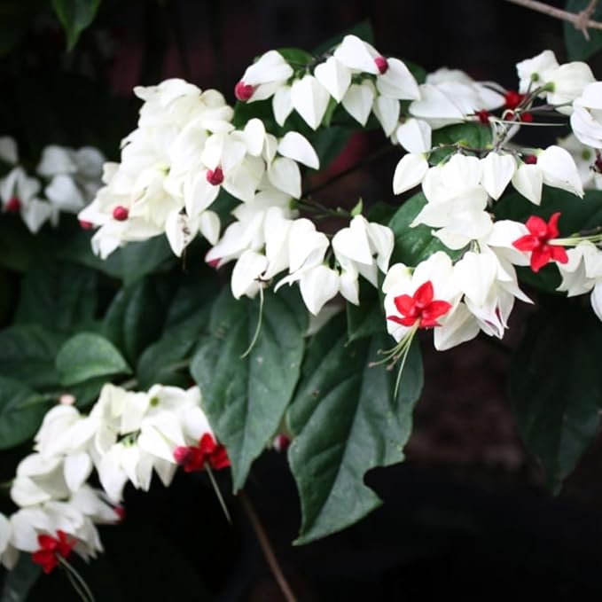2 White Bleeding Heart Plants Live, Clerodendrum Perennial Shade Flower Plants, 4-6 Inch Tall Well-Rooted