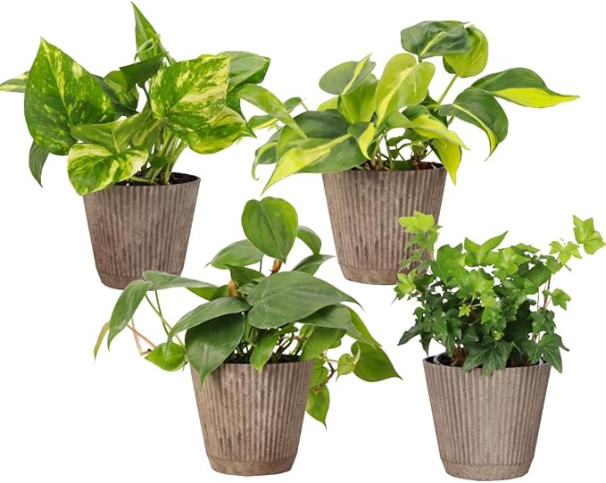 Thorsen's Greenhouse Live Trailing Houseplants (4 Pack), Vining Growth, Easy to Grow Indoor Plants, Grower's Choice Bundle, 4-inch Diameter Established Plants (Coffee (4-Pack))
