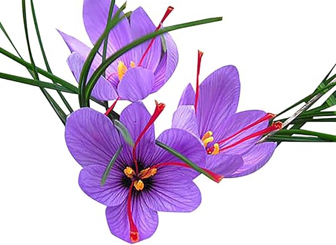 3 Saffron Sativus Crocus Corms - Huge 10+ cm Corms for Planting - Saffron Crocus Bulbs with Complete Planting Instructions - Premium Crocus Sativus Bulbs for 2025 Garden Harvest