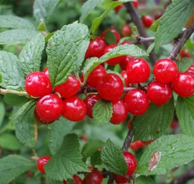 8-16” Tall Nanking Red Bush Cherry 1 Year Old Plant Prunus Tomentosa Cheropugy
