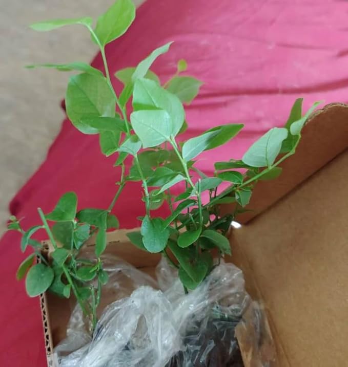 Jewel Blueberry Plants (2-Pack) - Live Berry Bush 5-8" - Container or Garden Growing - Large Sweet Berries - Hardy Zones 4-8