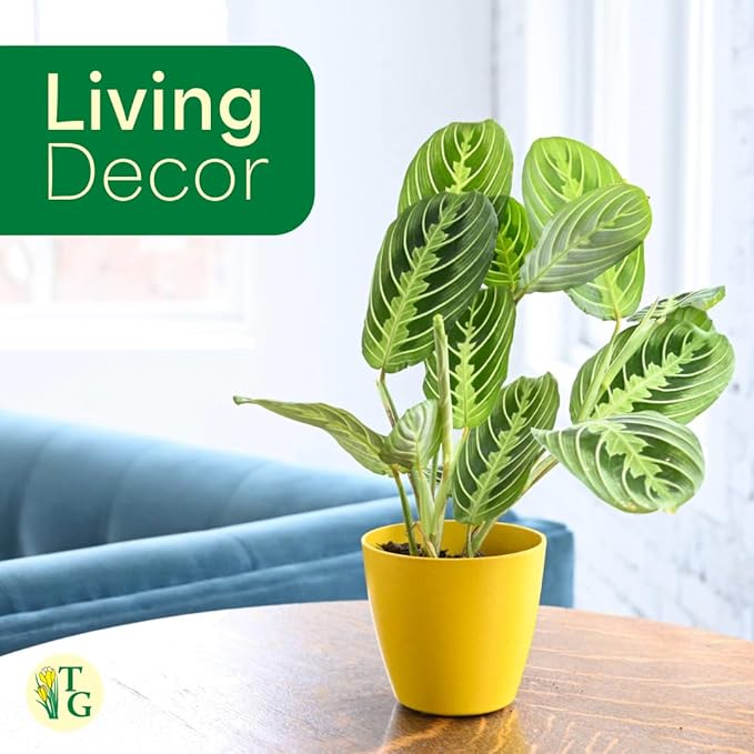 Thorsen's Greenhouse Lemon Lime Prayer Plant, Live Indoor Plant, Pet Friendly, Attractive Houseplant, Lemon Maranta, Natural Air Purifier, Easy to Grow, 4" Diameter Pot (Terra Cotta)