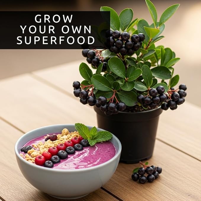 100 Black Chokeberry Seeds – Aronia Melanocarpa – Grow Your Own Antioxidant-Rich Superfood Berry Tree – Hardy, Fast-Growing, Ideal for Garden or Container Planting