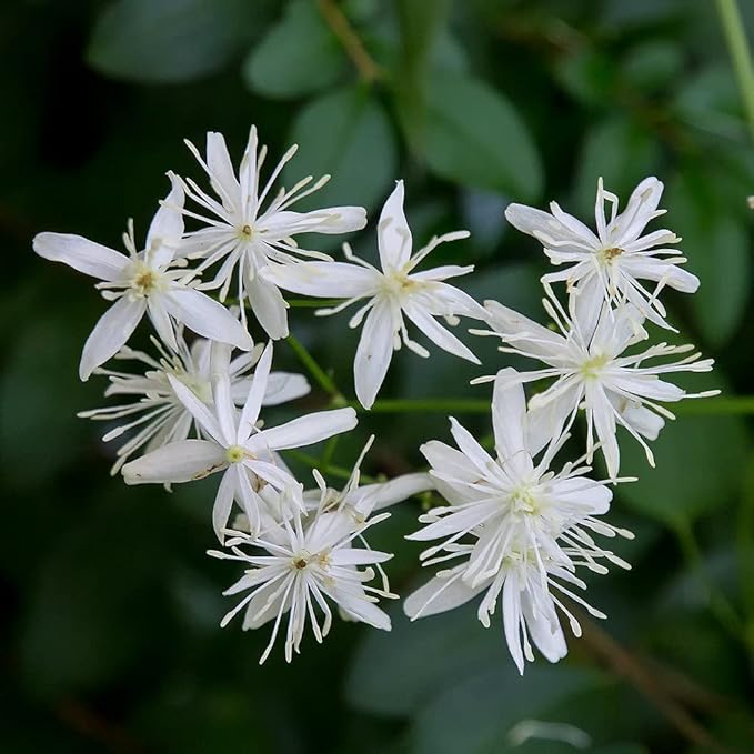 Clematis Sweet Autumn - 3 Live Plants in 4 Inch Growers Pots - Clematis 'Sweet Autumn' - Starter Plants Ready for The Garden - Beautiful White Flowering Vine