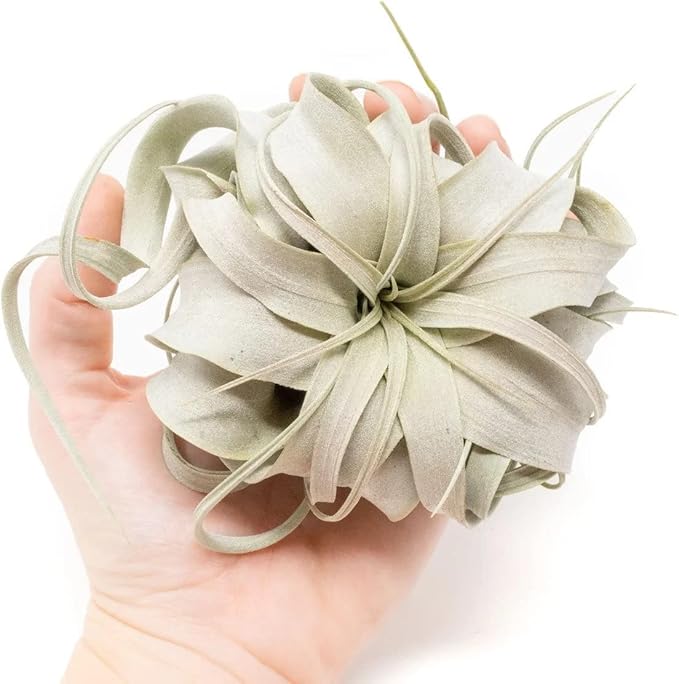 Air Plant Shop 3 Pack Mini Tillandsia Xerographica- Wholesale and Bulk - Succulents - Live Tillandsia - Easy Care Indoor and Outdoor House Plants