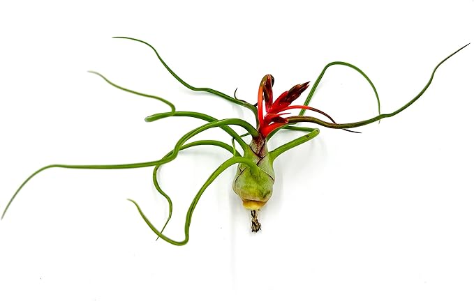 ragnaroc Air Plants - Flowering Tillandsia Bulbosa Belize, Giant 7-9" - 1ct - Live Arrival Guaranteed - House Plants for Home Decor & Gift
