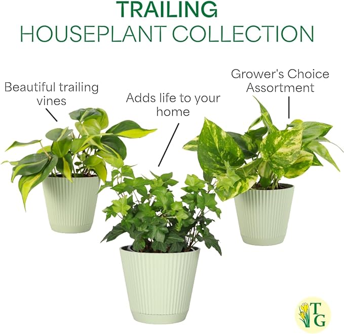 Thorsen's Greenhouse Live Trailing Houseplants (4 Pack), Vining Growth, Easy to Grow Indoor Plants, Grower's Choice Bundle, 4-inch Diameter Established Plants (Coffee (3-Pack))
