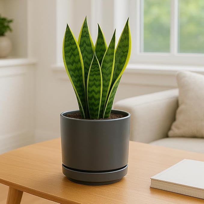 PLANTATOREM Ceramic 12 Inch Mid Modern Planter Pot with Drainage Hole and Saucer, Indoor Cylinder Round Flower Pot, Perfect for Planting Succulents, Herbs, Flowers, House Plants, Jet Grey