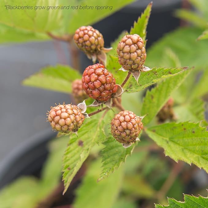 Perfect Plants Ouachita Thornless BlackBerry Bush 1 Gal. Pot Extremely Hardy Large Sweet Berries