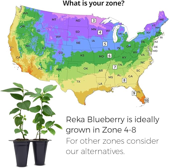 Blueberry Plant Reka Live for Sale (4 Pack) | Easy to Grow Plants | Edible Fruit Plant for Sustainable Living | Grow Your own Food on Your Edible Organic Garden| Live for Planting| No Seeds