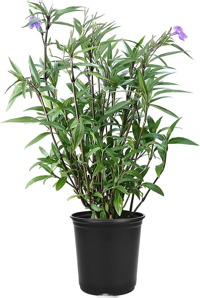 Mexican Petunia Purple | 1 Large Gallon Size Plant | Ruellia Brittoniana | Purple Flowering Landscape Pollinator | Heat Tolerant Groundcover | Outdoor Perennial for Gardens Borders Walkways Container