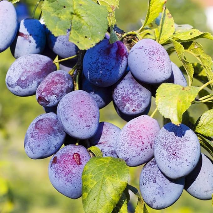 10+ Wild Plum Tree Fruit Seeds for Planting Outdoor-Perennial Non-GMO Fruit Tree Seeds-Sweet and Juice