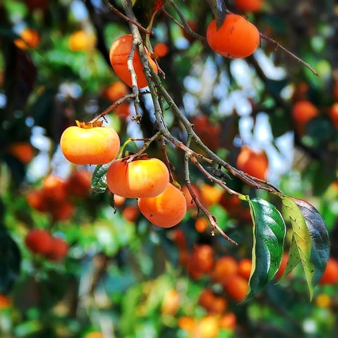 30+ Organic Fuyu Persimmon Seeds for Planting Outdoors,Diospyros Seeds Non-GMO Heirloom,Cold Hardy Fruit Tree Seed High Germination for Home Outdoor Garden