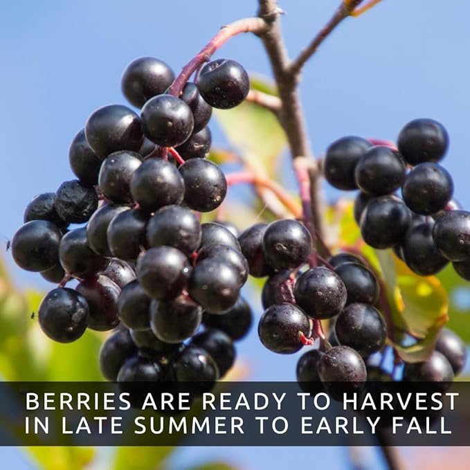Black Chokeberry Live Plants – Aronia melanocarpa – 1 Year Old Seedlings - Grow Your Own Antioxidant-Rich Superfood Berry Tree – Hardy, Fast-Growing, Ideal for Garden or Container Planting (3 Plants)