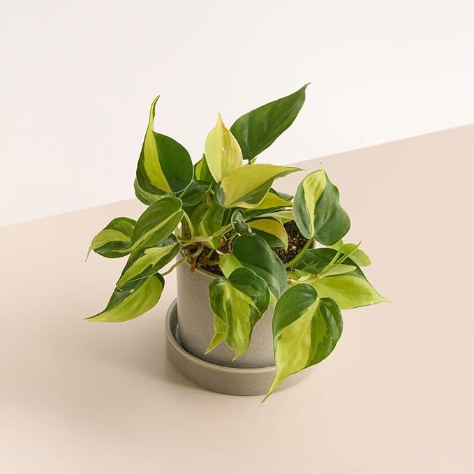 Variegated Yellow Green Philodendron Live Plant, Tropical Plant in 4 Inch Pot, Ready to Grow, Live Indoor Houseplant