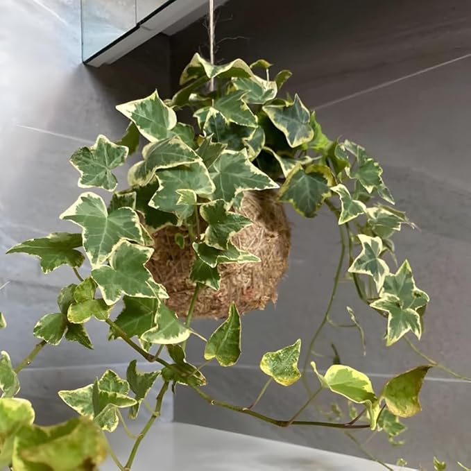 Gold Child Ivy Indoor Plant in 4 Inch Pot | Fast-Growing Live English Ivy Plant for Indoor Décor | Classic Gold Child English Ivy Houseplant for Hanging Pots & Indoor Landscaping