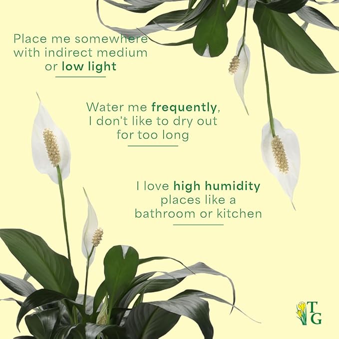 Thorsen's Greenhouse Live Peace Lily Plant, Spathyphylum, Low Light, Easy to Grow, Natural Air Purifier Live Indoor Plant, 4-6" Diameter Pot (Sage, 6-inch Pot)