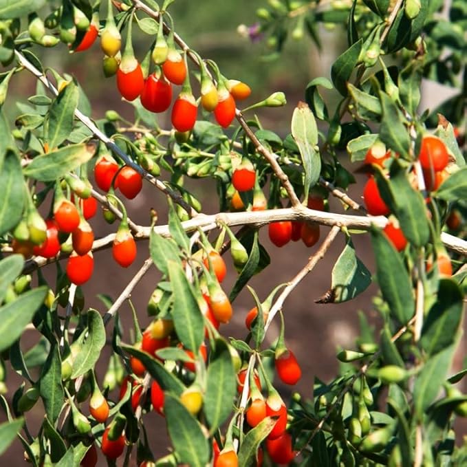 TomorrowSeeds - Goji Berry Tree Seeds - 1200+ Count - for 2026 Planting Lycium Chinense Superfood Wolfberry Asian Wellness Red Flowering Edible Perennial Fruit Trees Perennial Grow Your Own Home Farm