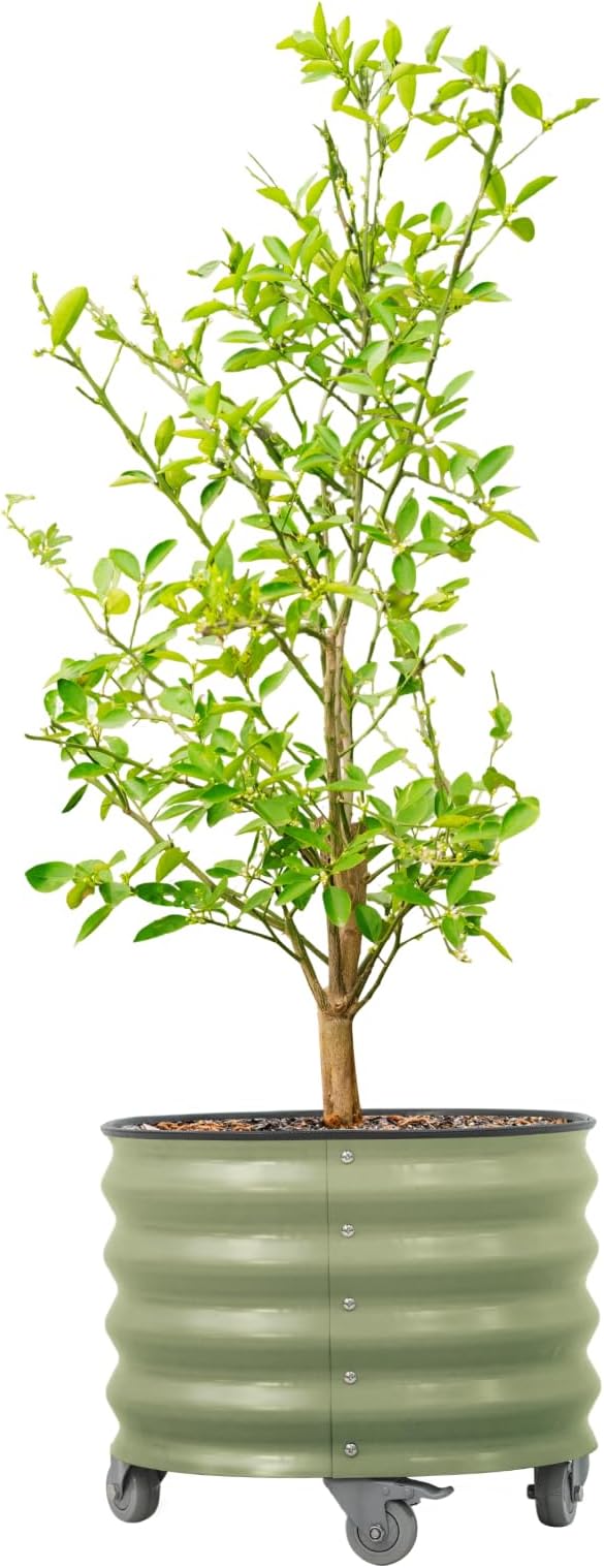 Rolling Metal Citrus Tree Planter Pot, 21″ Round Planter Box for Porch Patio & Backyard, 20 Gallon Large Planter Pot with Wheels for Growing Trees Tomatoes Vegetables and Flowers, Olive Green