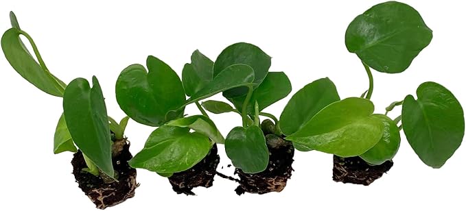 ragnaroc Monstera Deliciosa 2-4" 2ct – Live Plant for Indoor Outdoor Use, Garden & Landscaping – Live Arrival Guaranteed