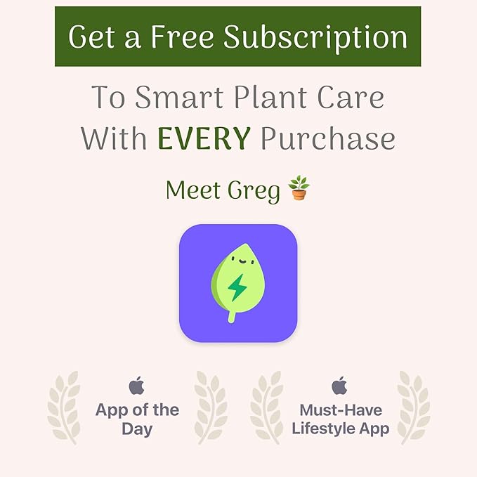 American Plant Exchange Live Calathea 'Beauty Star' – 6-Inch Pot Cover – Pet-Friendly Tropical Houseplant with Striped Green Leaves for Low Light Homes, Offices, Shelves & Indoor Décor