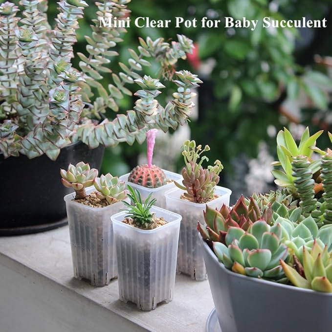 BangQiao 180 Pack 1.95 Inch Tiny Clear Plastic Square Nursery and Seedling Pot, Mini Deep Transplant Seed Starter Planter with Drain Hole for Germination, Herb, Succulent