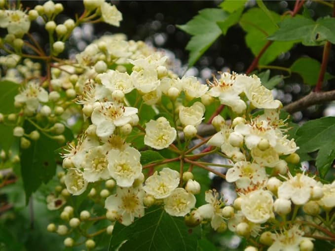3 Plants 1 Year Old Washington Hawthorn (Crataegus phaenopyrum) 6-12” Tall