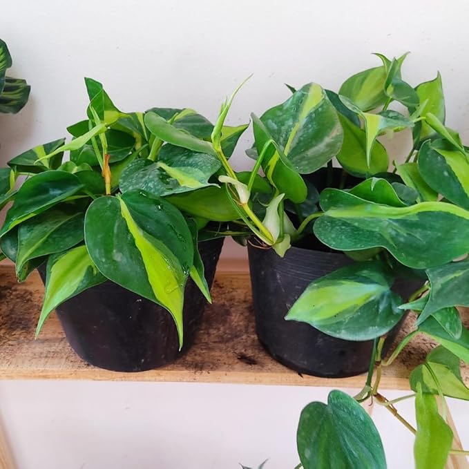 Stripe Philodendron, Fully Rooted Live Plant in 4-Inch Pot, Indoor Houseplant