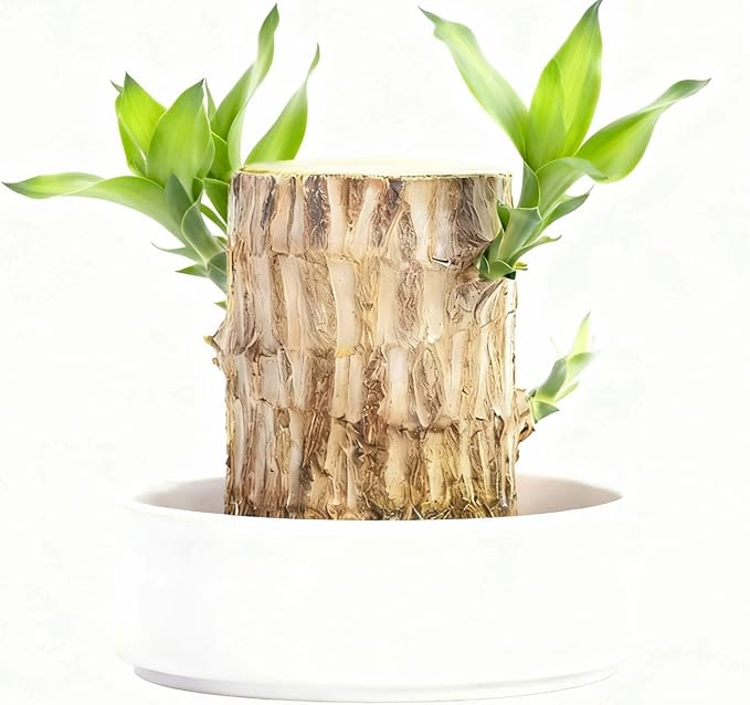 Brazilian Lucky Wood Live Plant | Easy Care Good Luck Indoor Decor | Beginner-Friendly (0-Failure Grow) | Fast Leaf-Growing Feng Shui Wealth Charm (Basic)