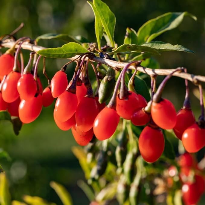 3 Red Goji Berry Trees Live Plant, Goji Berry Plant Live for Growing from 6-9 Inches Tall, Goji Berry Fruit Tree Plant Ready to Grow