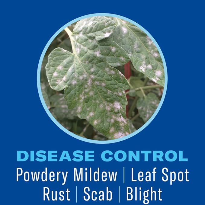 BioAdvanced Houseplant Insect & Mite Control, Ready-to-Use Fungul Disease & Fungus Gnats Killer, 24 oz