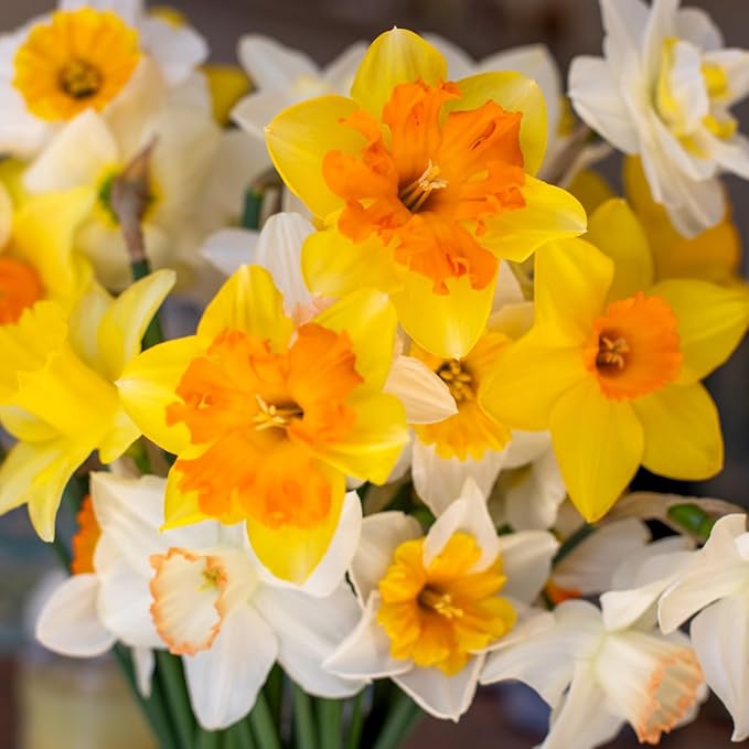 50 Mixed Daffodil Bulbs – Naturalizing Narcissus Variety Pack – Bulk of Spring-Blooming Flowers – Deer Resistant & Cold Hardy – Easy Fall Planting - Plant in Gardens, Borders & Beds - Willard & May