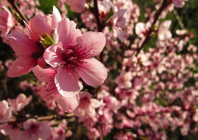 Bounty Peach Tree - Self Pollinating - Live Fruit Plant Shipped 3 Feet Tall by DAS Farms