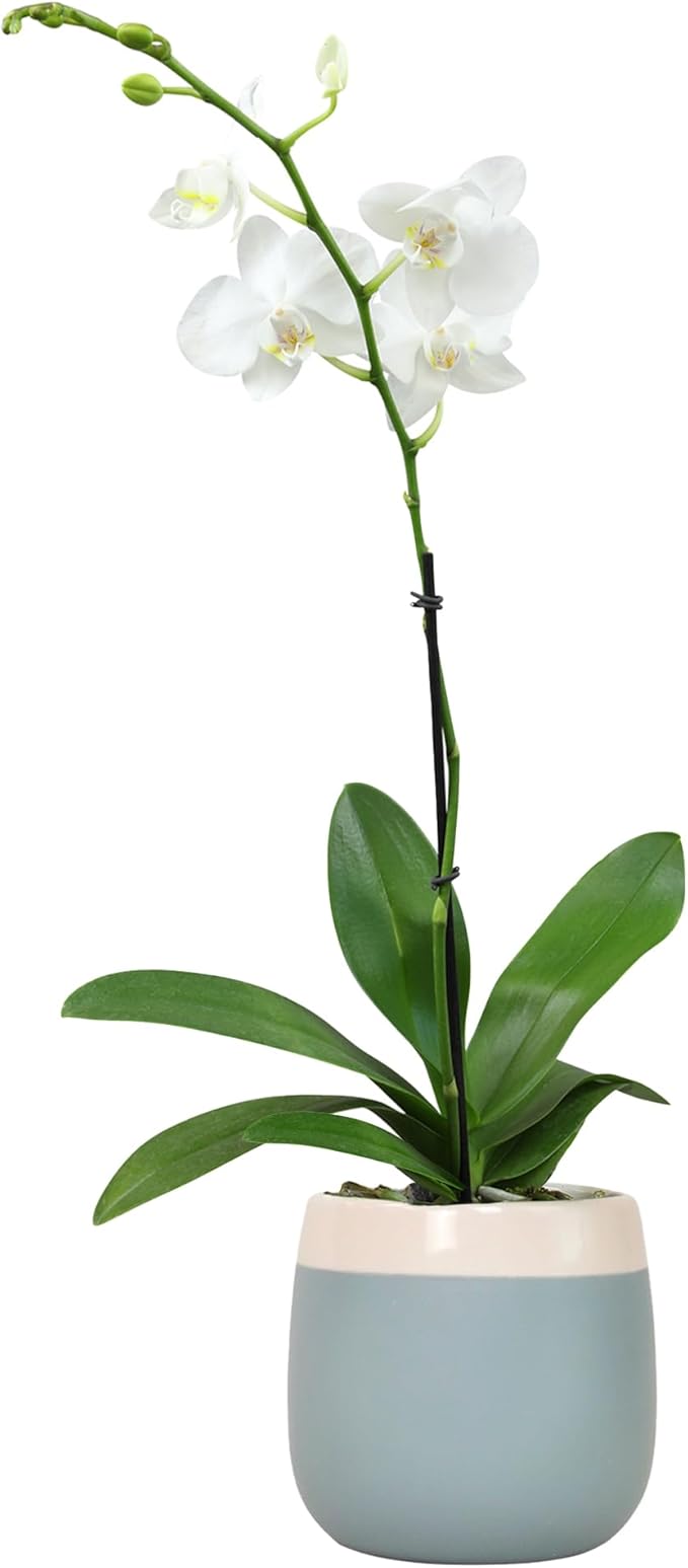 Premium White Live Orchid Plant Blooming in 3.5" Blue & White Orchid Pot, Live Plants, Houseplant Gifts, Approx. 16" Tall, Pet Friendly Houseplants, Phalaenopsis Moth Flower by Plants for Pets