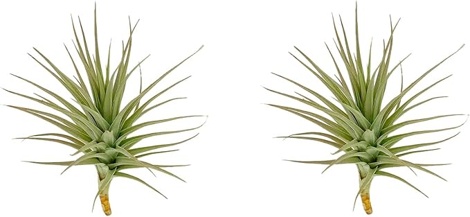 ragnaroc Air Plants - Flowering Tillandsia Lilla Lilac, Large 5" - 3ct - Live Arrival Guaranteed - House Plants for Home Decor & Gift