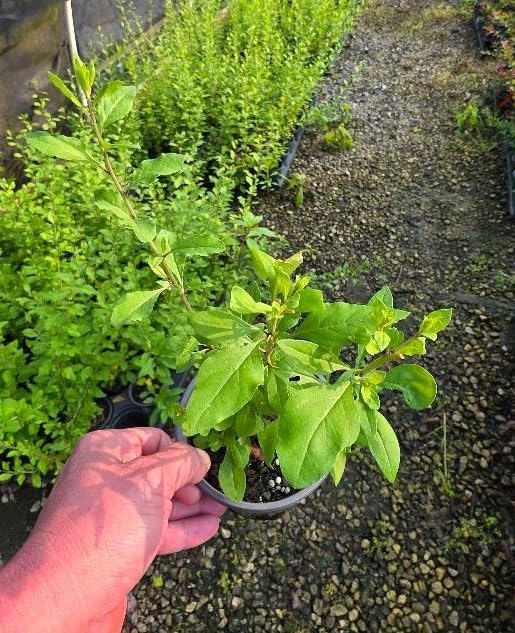 Goji Berry (lycium barbarum) - Live Plant - (1 QT)