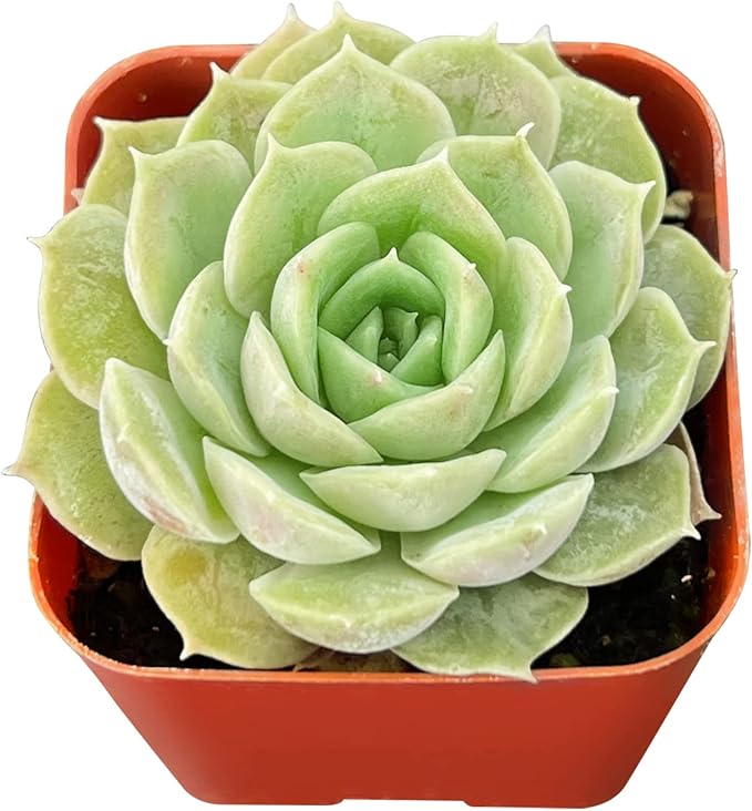 Sprout N Green 2in Echeveria cv. Onslow, 1 Pack Live Mini Succulent Plant Fully Rooted in Pot, Real House Plant for Indoor Outdoor Home Office Wedding Decoration DIY Projects Party Favor