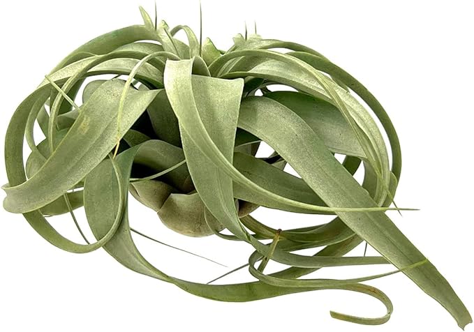 ragnaroc Air Plants - Tillandsia Xerographica, Large 5-7” - 1ct - Live Arrival Gauranteed - House Plants for Home Decor & Gift