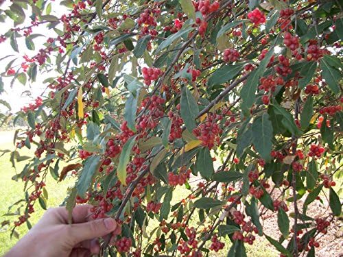 Autumn Olive - Elaeagnus umbellata - 20 Seeds