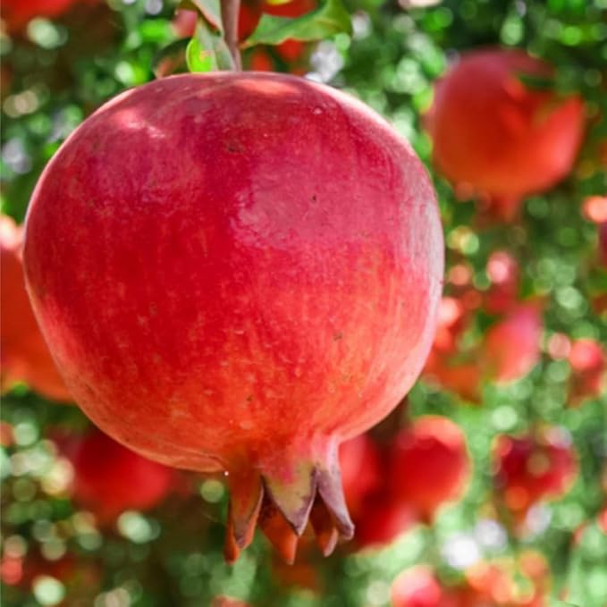 30+ Pomegranate Seeds Perennial Fruit Tree - Pomegranate Fruit Seeds for Planting Non-GMO